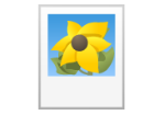 Sonnenblume